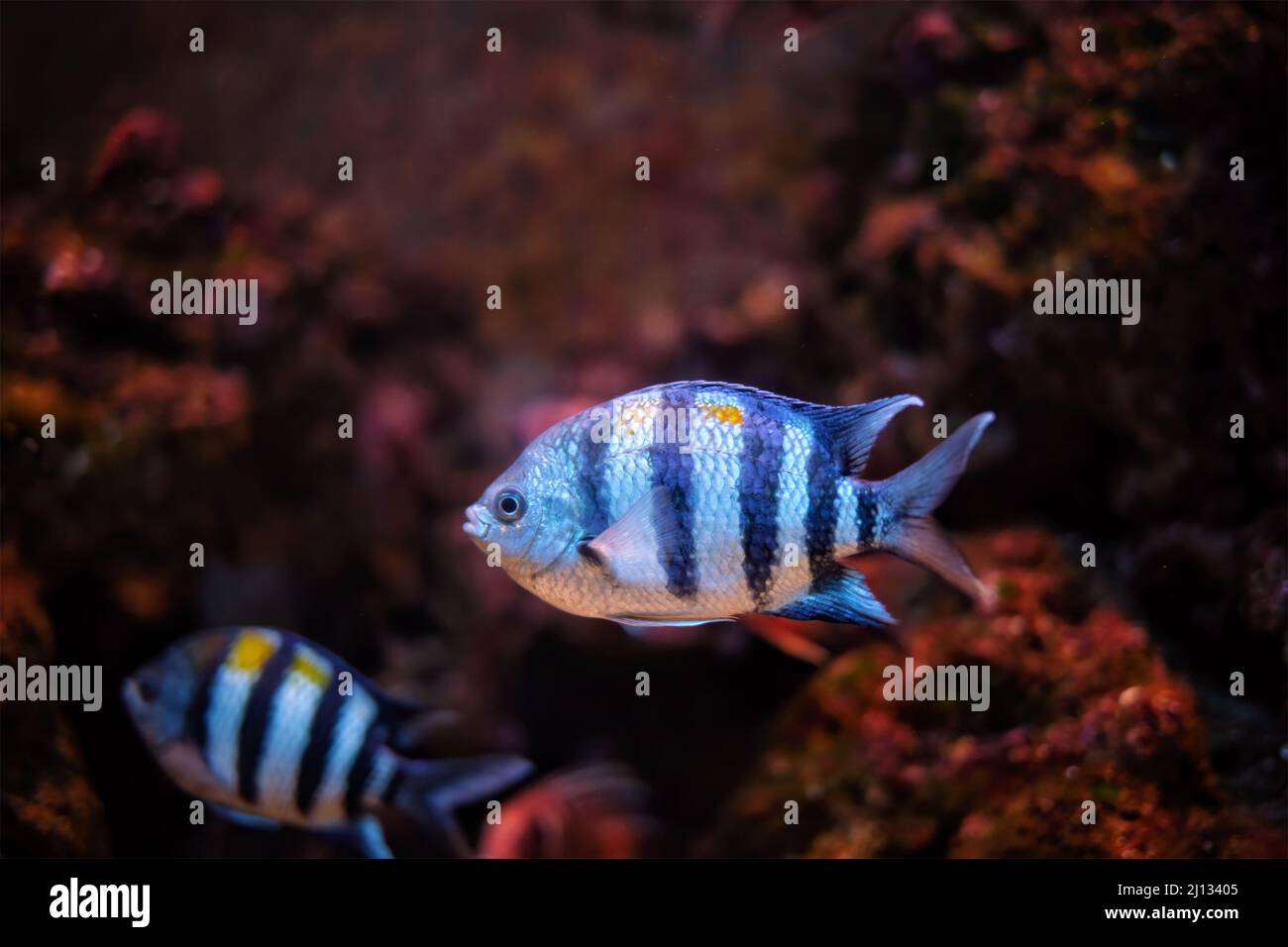 Pesce Abudefduf vaigiensis, sergente Indo-Pacifico Foto Stock