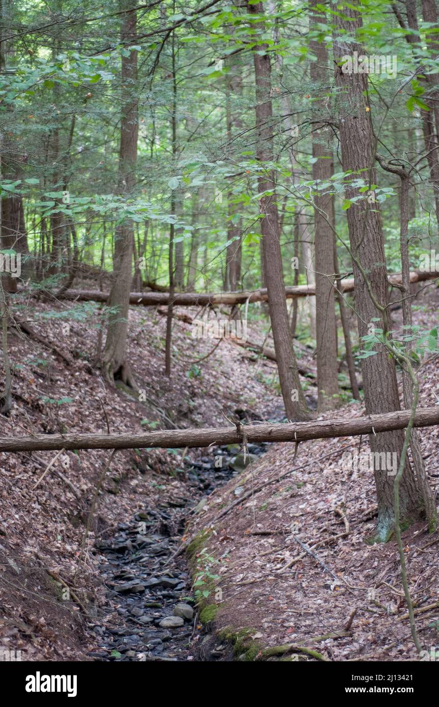 Alberi caduti tra alberi in piedi nella foresta Foto Stock