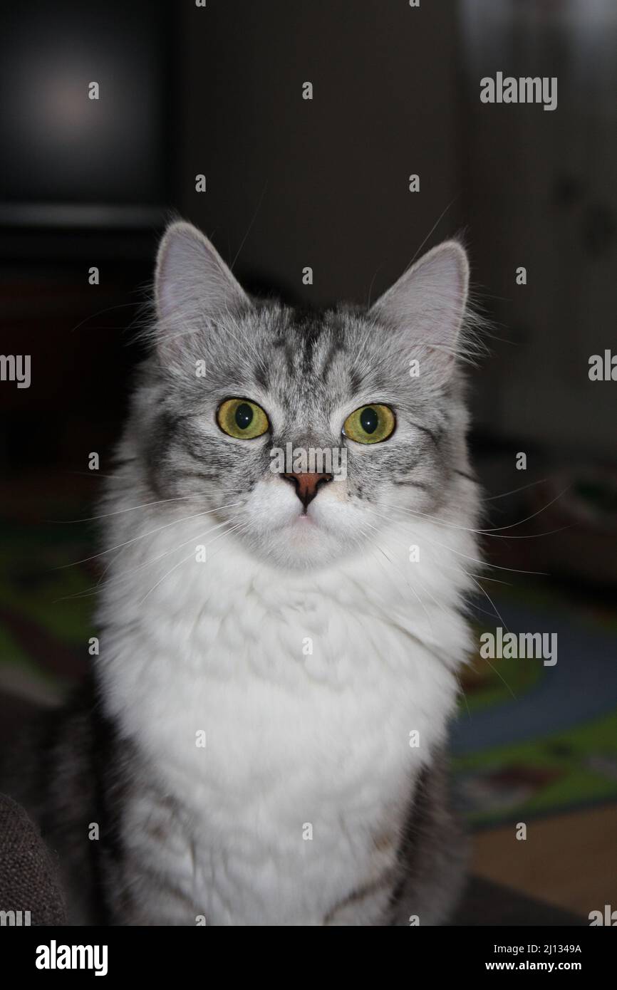 giovane gatto sibiano con sguardo attento su sfondo scuro Foto Stock