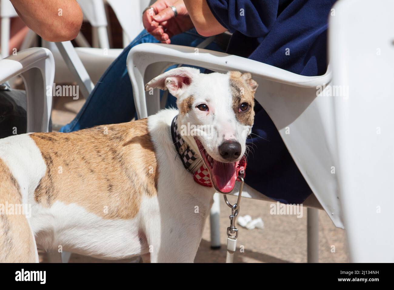 Un carino marrone e bianco giovane cane che staring felice alla macchina fotografica Foto Stock
