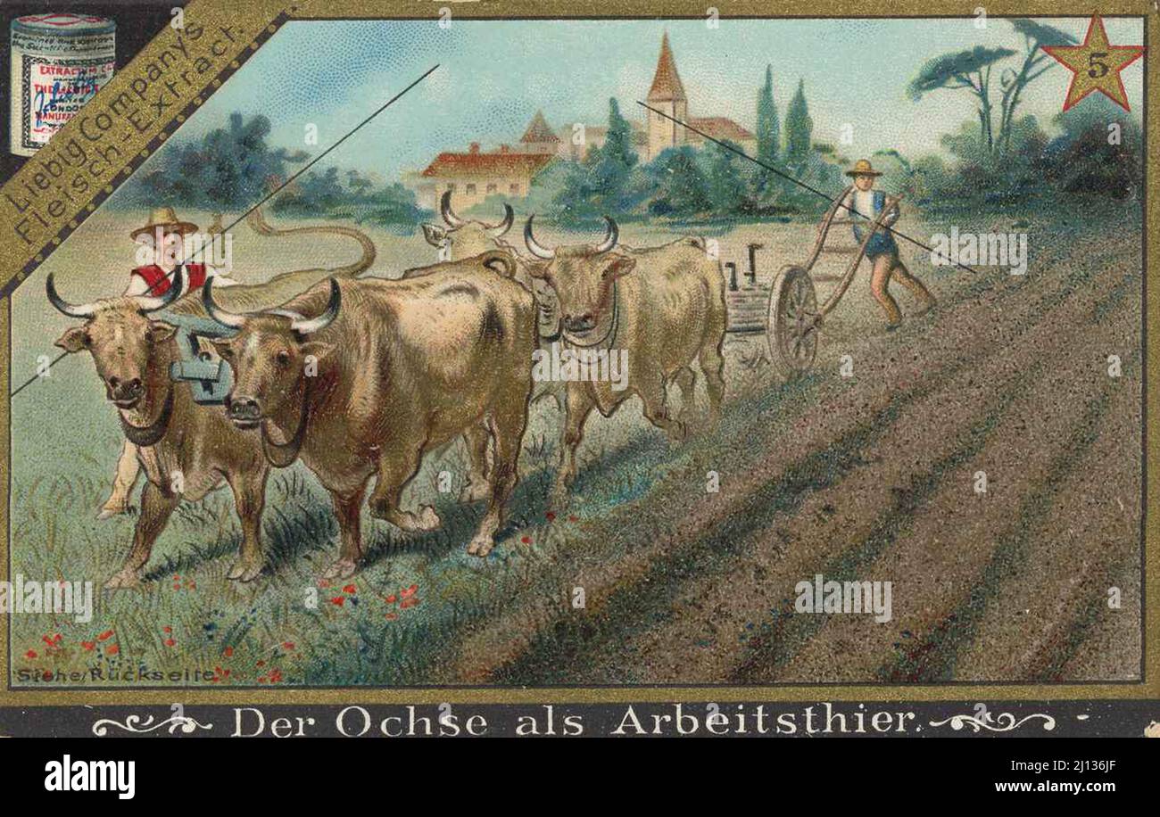 Bilderserie über den Ochsen, der Ochse als Arbeitstier / Serie di immagini sul bue, il bue come animale da lavoro, Liebigbild, riproduzione digitale migliorata di un'immagine da collezione della società Liebig, stimato da 1900, pd / digital restaurierte Reproduktion eines Sammelbildes von ca 1900, gemeinfrei Foto Stock