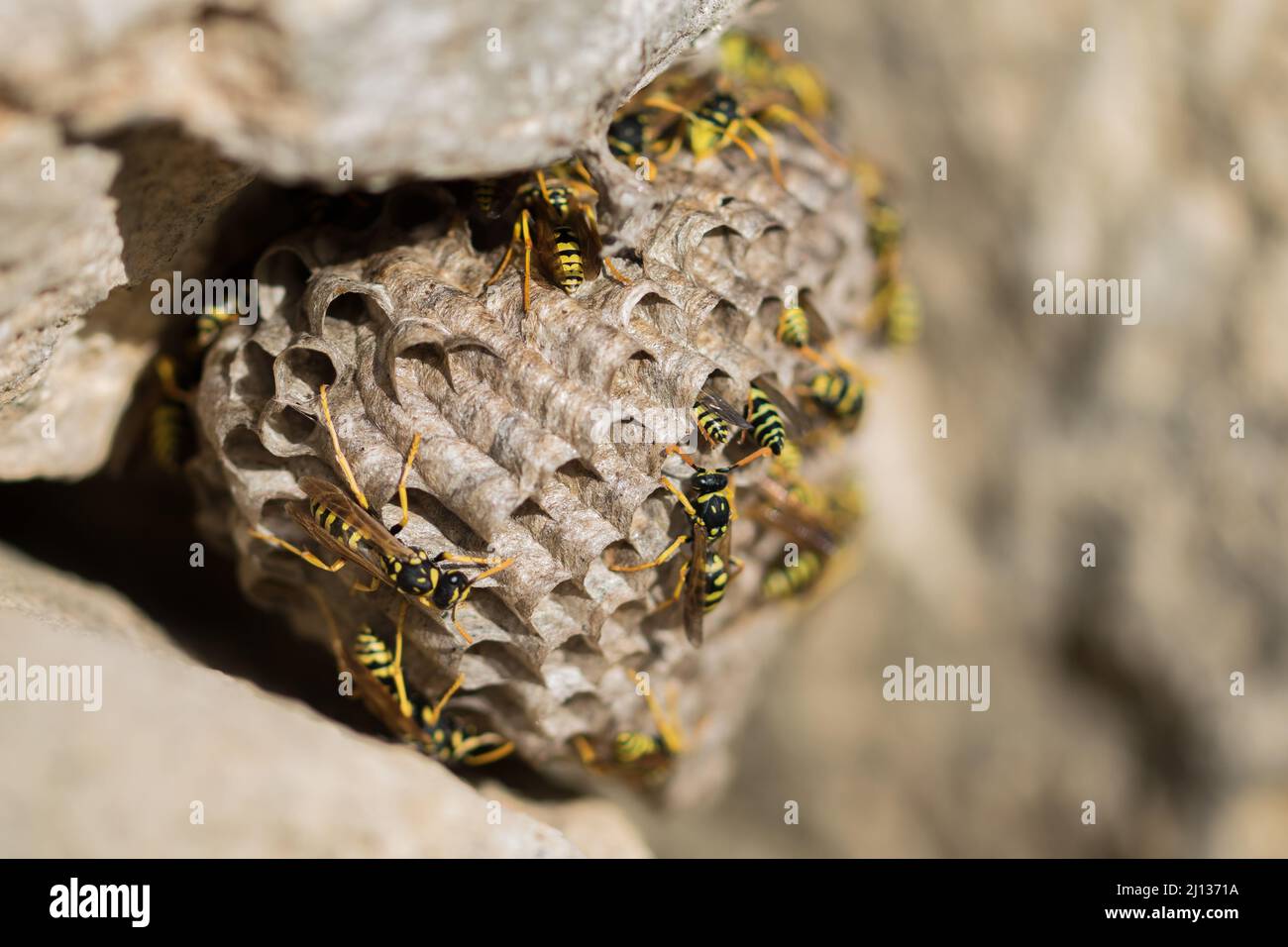 Un nido o un alveare di grandi vespe di carta, Polistes gallicus, a strisce di insetti gialli e neri a Malta. Foto Stock