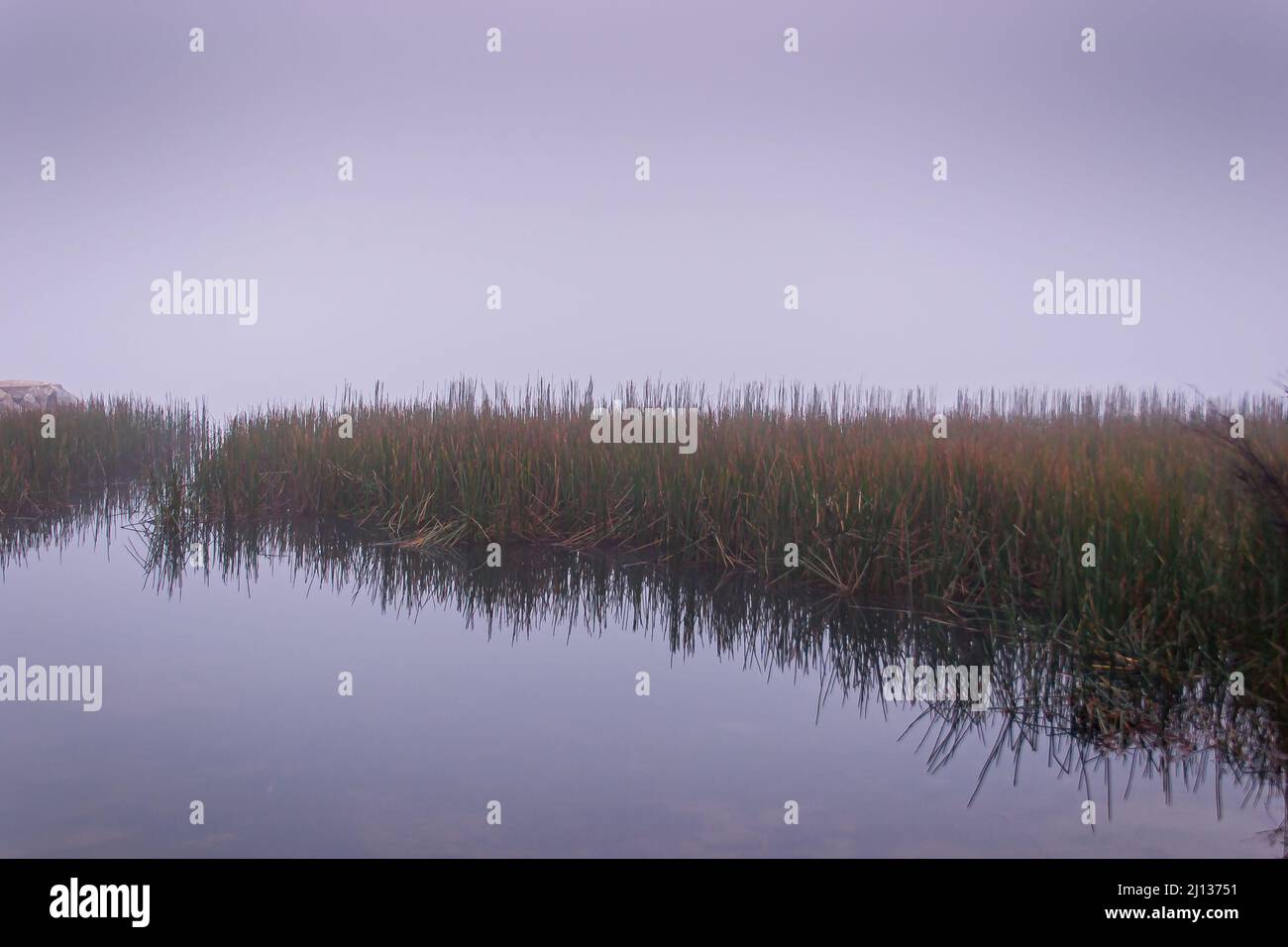 Mattina presto nebbia che si affaccia sulle erbe d'acqua che si riflettono nell'acqua al parco del lago di Lysterfield Foto Stock