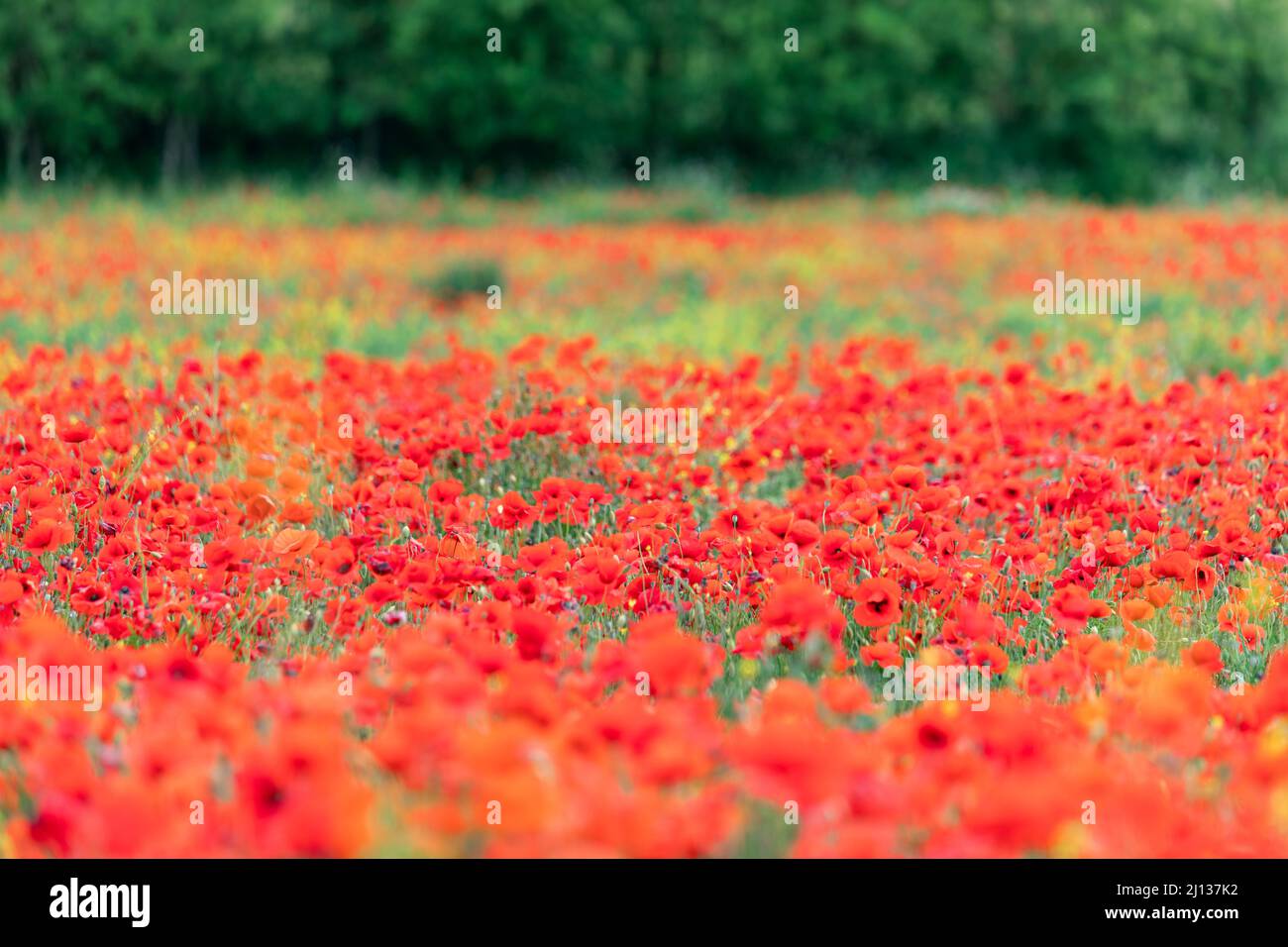 Un prato di papaveri rossi punteggiato da piccoli fiori selvatici gialli si estende verso una linea di alberi sfocata nel Val d’Orcia, Toscana, Italia. Foto Stock