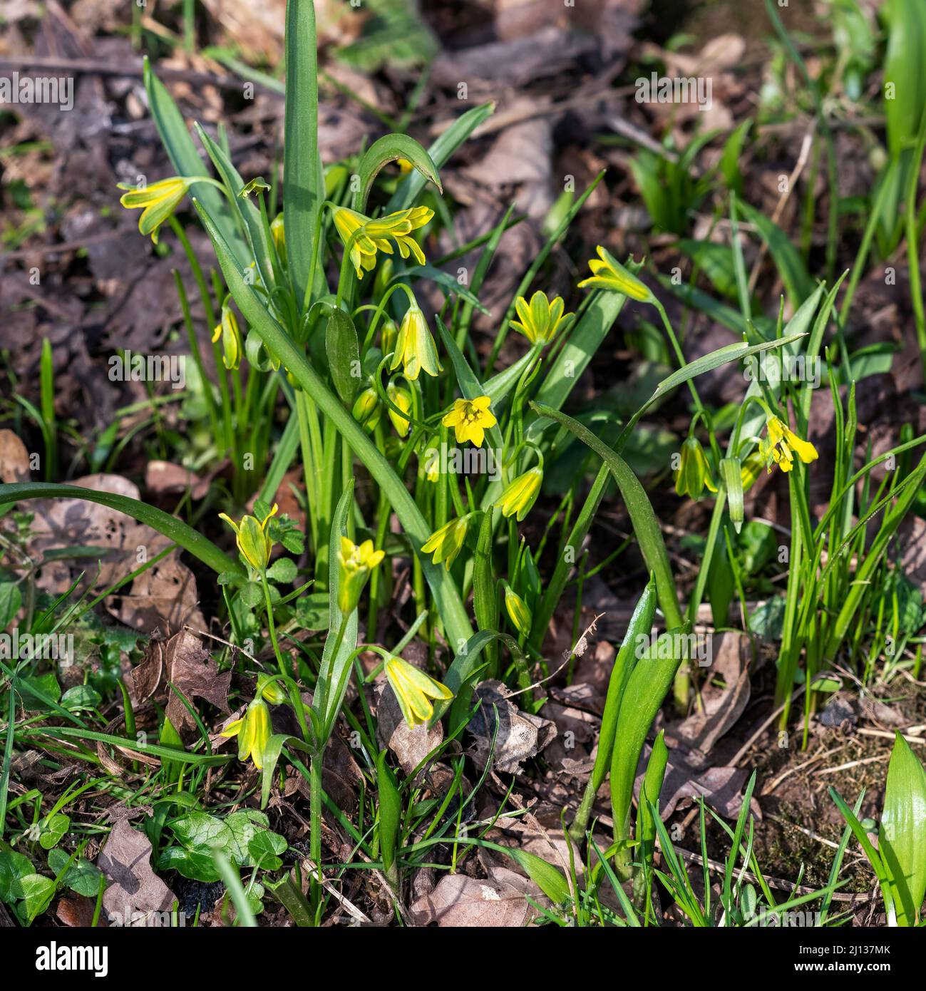 Le piante di Yellow Star-of-Bethlehem si svegliano fino a una soleggiata giornata di primavera nella Valle dell'Eden, Cumbria Foto Stock