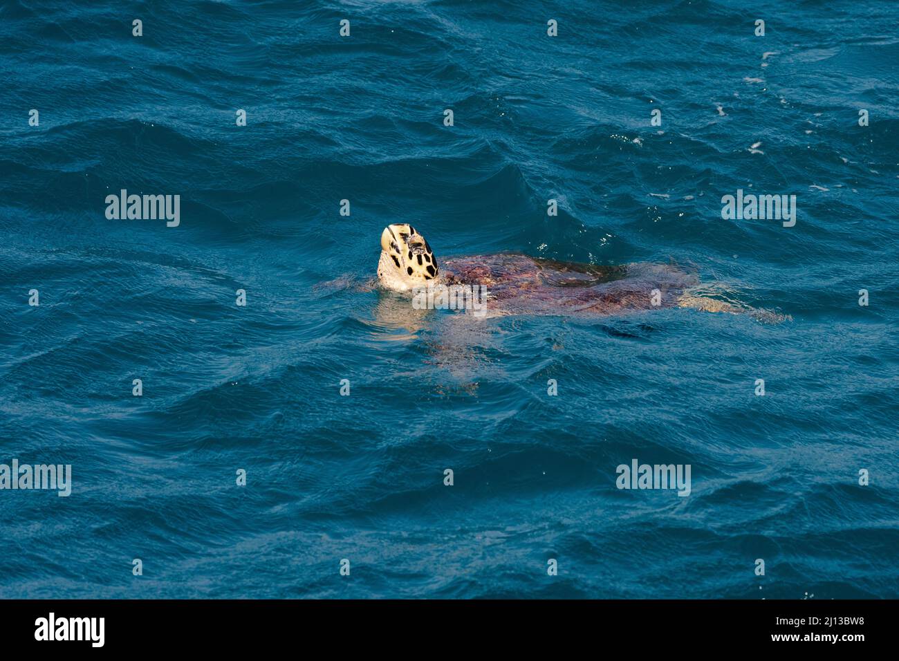 Il neonato tartaruga di Loggerhead (Caretta caretta) cova si tuffa nel Mar Mediterraneo dopo la cova sulla riva. Fotografato in Israele a Septe Foto Stock