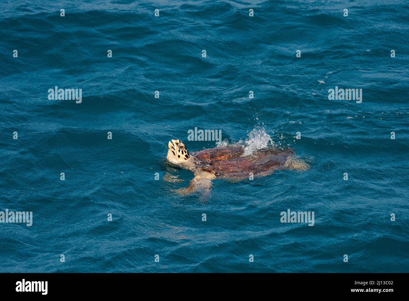 Il neonato tartaruga di Loggerhead (Caretta caretta) cova si tuffa nel Mar Mediterraneo dopo la cova sulla riva. Fotografato in Israele a Septe Foto Stock