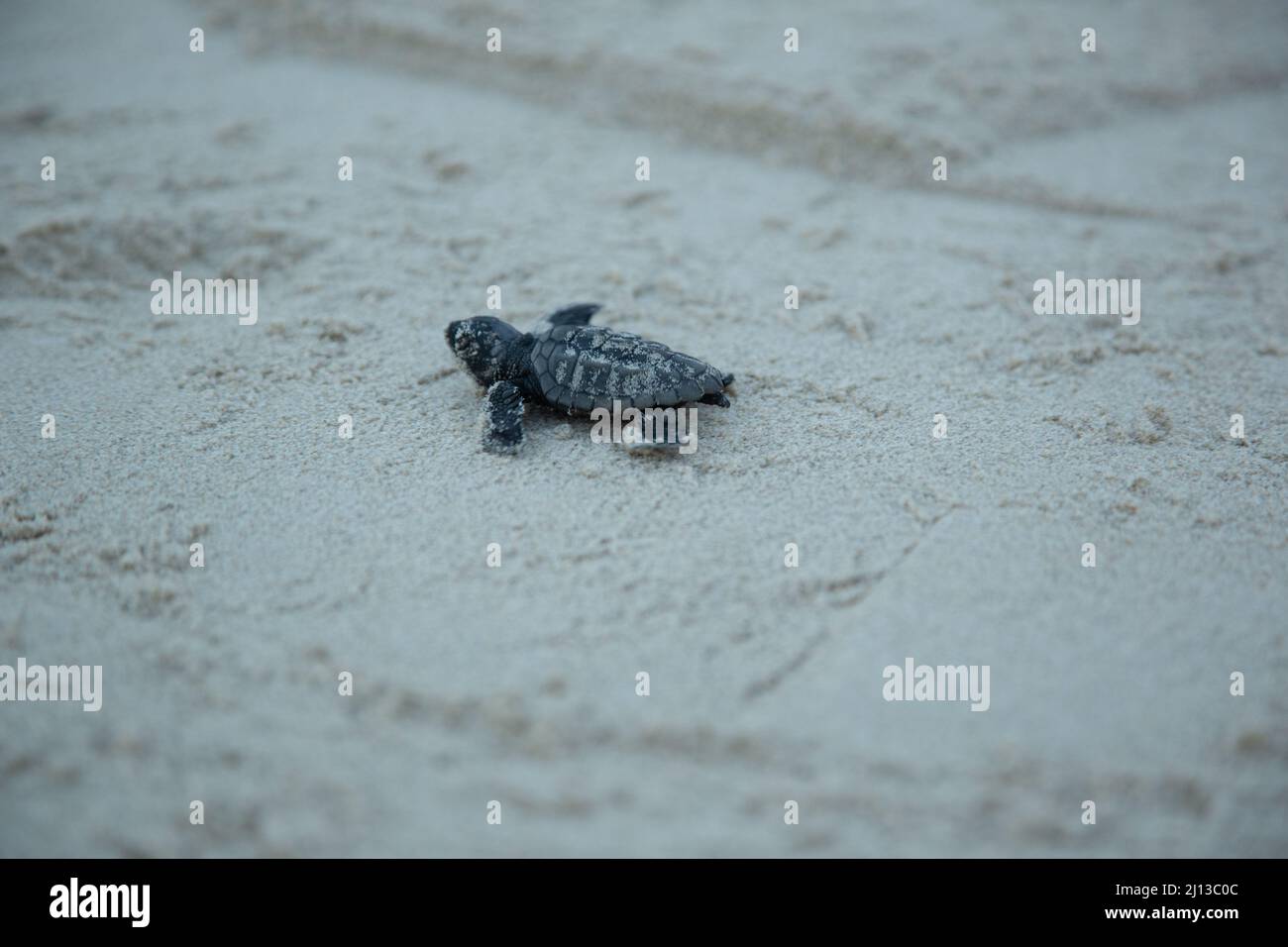 Nascente tartaruga di Loggerhead (Caretta caretta) covali nel loro primo viaggio nel Mar Mediterraneo. Fotografato in Israele Foto Stock