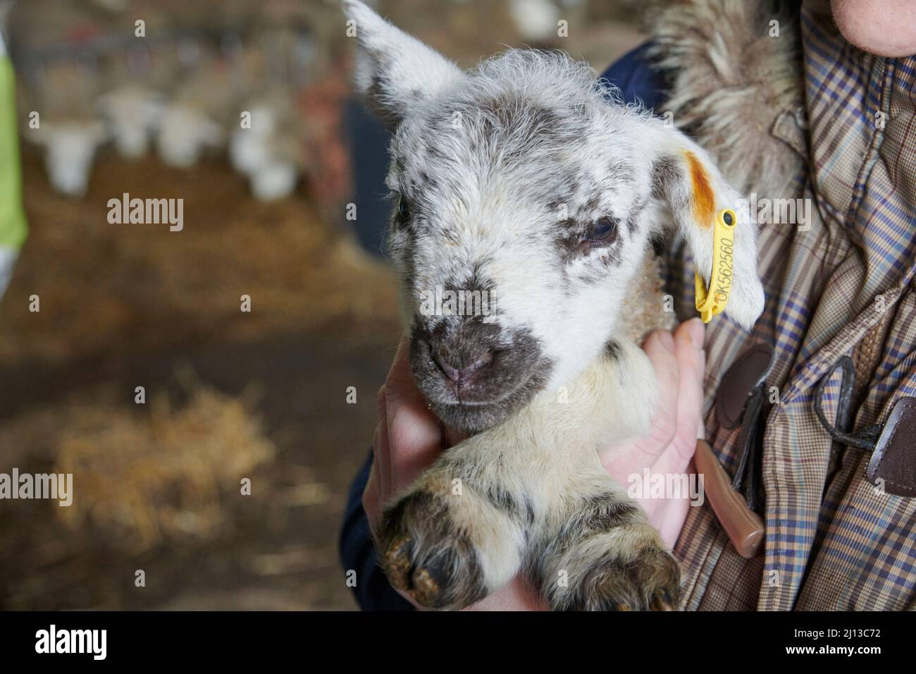 Agnello giovane in primavera Foto Stock