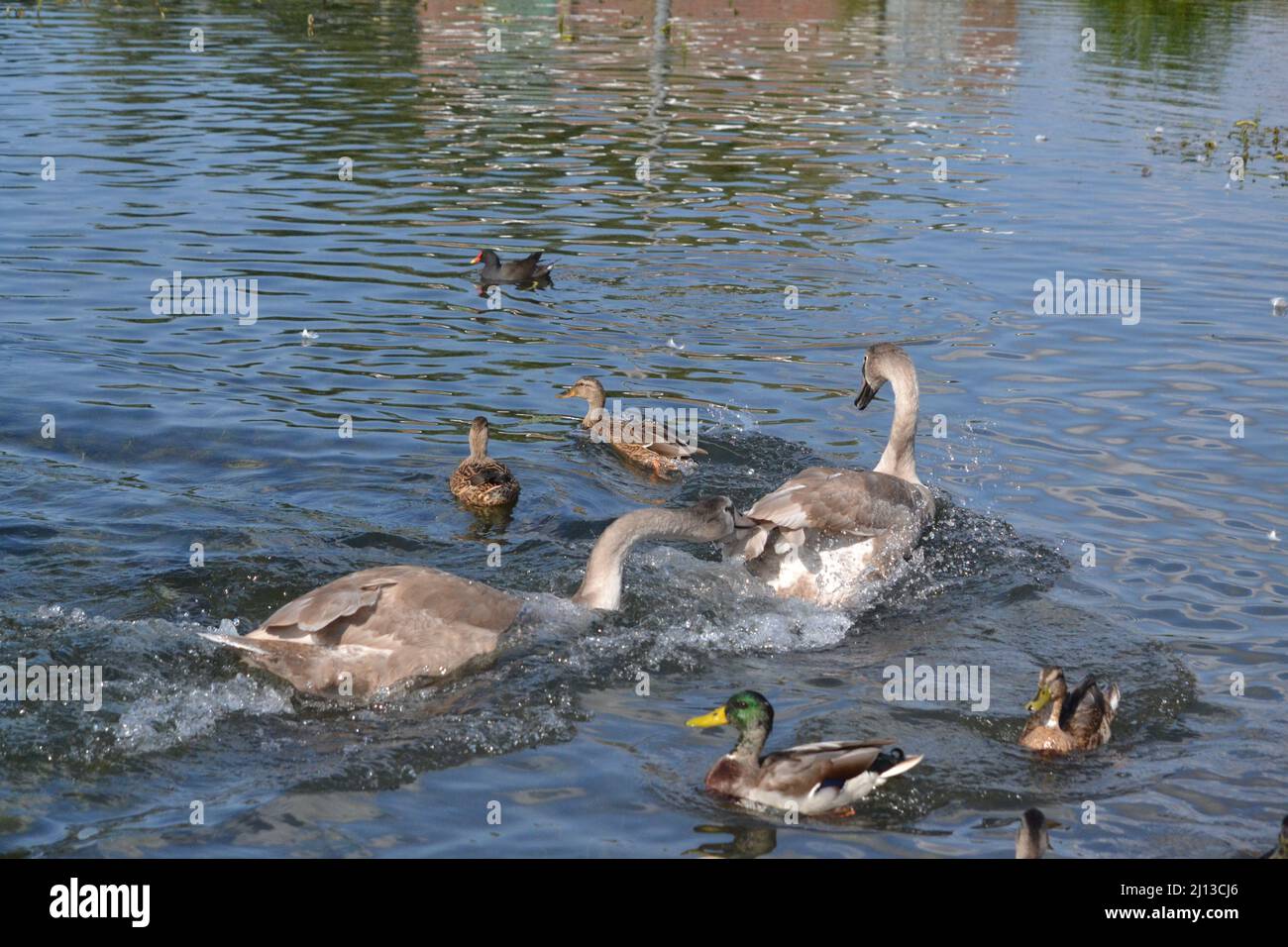 Cygnus olor - Mute Swans in Un giorno di sole - Adulto + Swans giovani - famiglia Waterfowl Anatidae - Driffield - Regno Unito Foto Stock