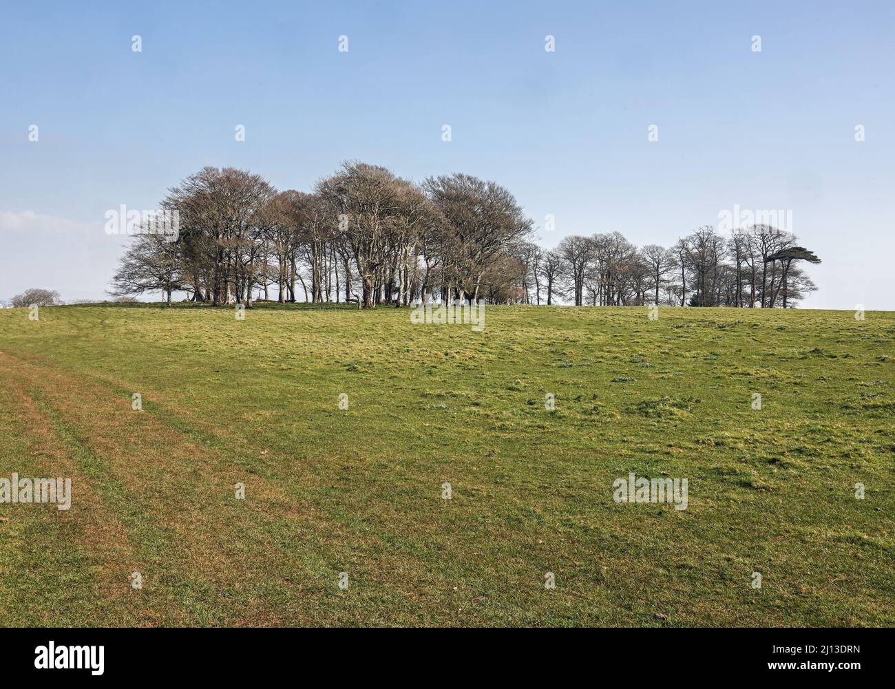 Copse di alberi decidui senza frondoli a metà marzo con un unico albero di cedro, a Deer Park, Mount Edgcumbe Estate. Erba al per con un sacco di spazio di copia. Foto Stock