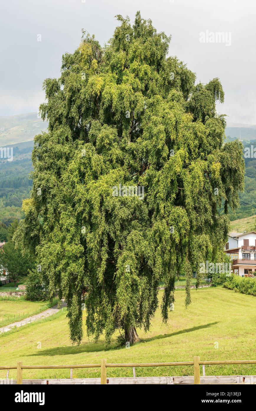 Bel grande albero verde in montagna in estate su un prato verde, Baldo  montagna (Monte Baldo), località Prada alta, San Zeno di montagna, Italia  Foto stock - Alamy