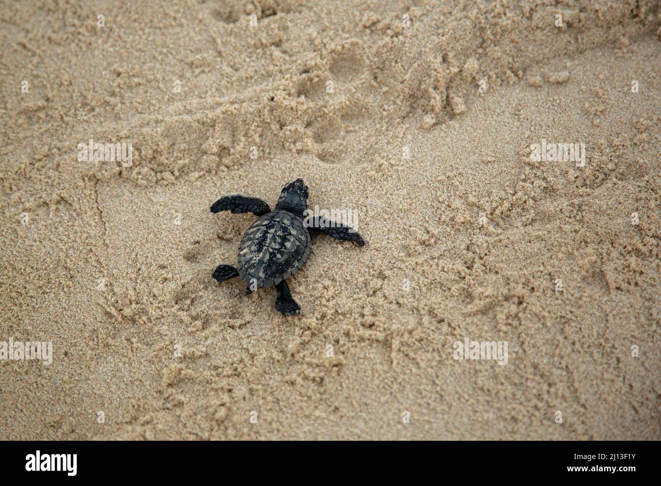 Nascente tartaruga di Loggerhead (Caretta caretta) covali nel loro primo viaggio nel Mar Mediterraneo. Fotografato in Israele Foto Stock