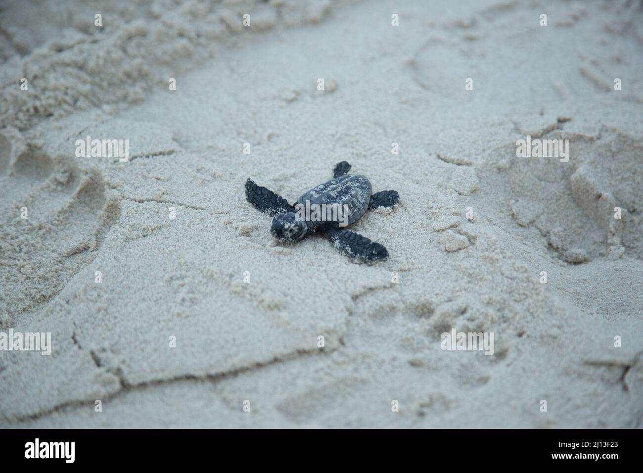 Nascente tartaruga di Loggerhead (Caretta caretta) covali nel loro primo viaggio nel Mar Mediterraneo. Fotografato in Israele Foto Stock