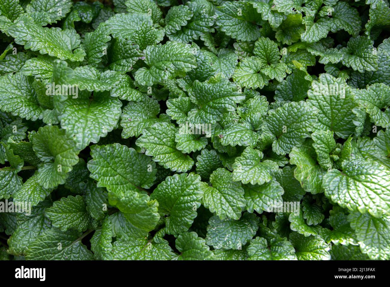 Balsamo comune foglie verdi in primavera. Piante di Melissa officinalis. Foto Stock