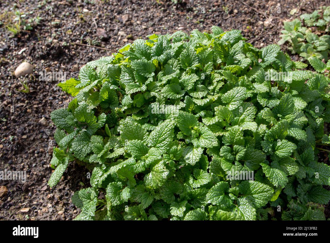 Pianta di balsamo al limone nel giardino di primavera soleggiato. Melissa officinalis. Foto Stock