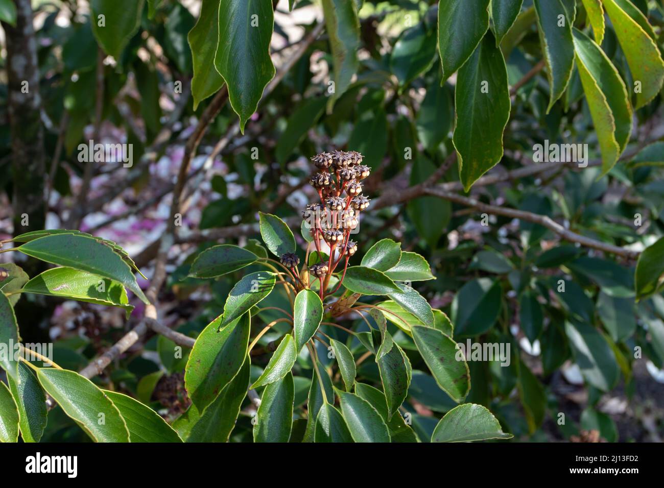 Trochodendron aralioides o rami di albero di ruota con frutta e foglie. Foto Stock