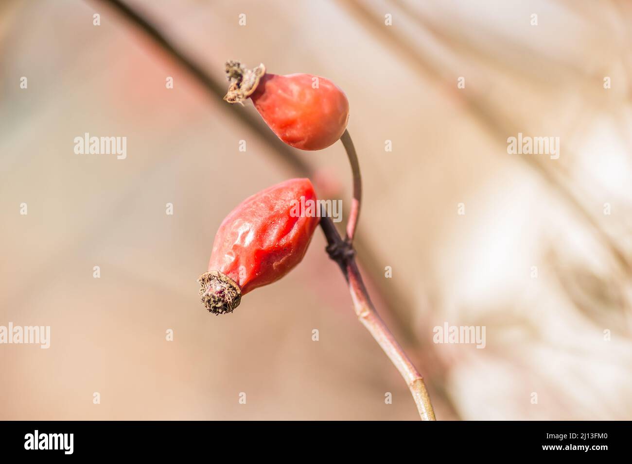 Fianchi di rosa freschi maturi, bacche di briar crudo o frutti di rosa di cane con semi, concetto di cibo sano. Foto Stock