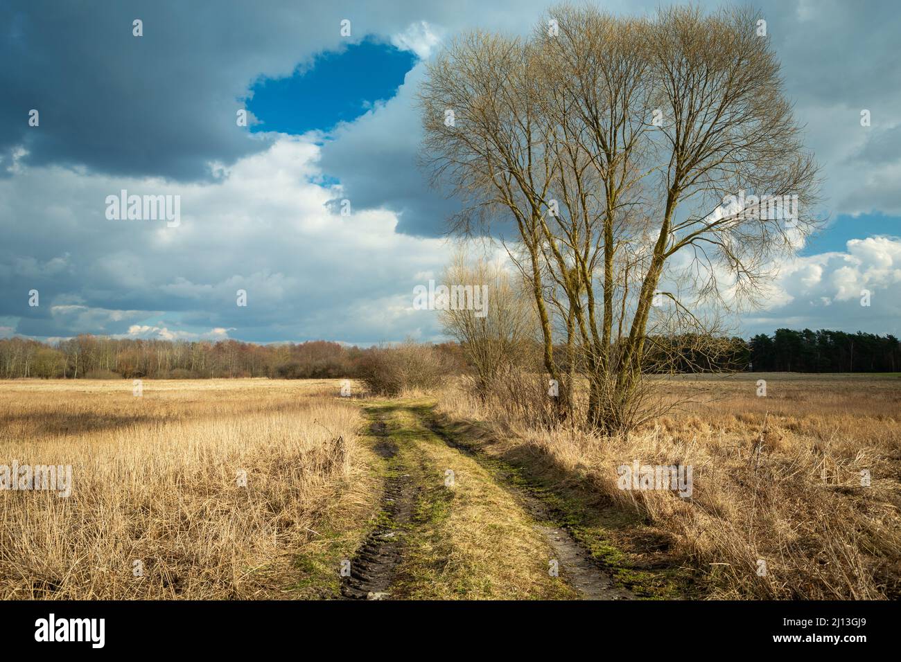 Un grande albero senza foglie che crescono su una strada sterrata attraverso prati selvaggi, Czulczyce, Polonia Foto Stock
