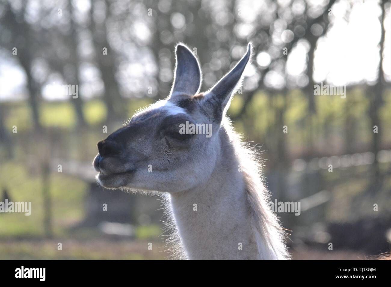 Llama Glama in cattività - faccia divertente - Llama sorridente - orecchie pointy - mammiferi - fuori in un giorno di sole - dieta erbivore - Bridlington - UK Foto Stock