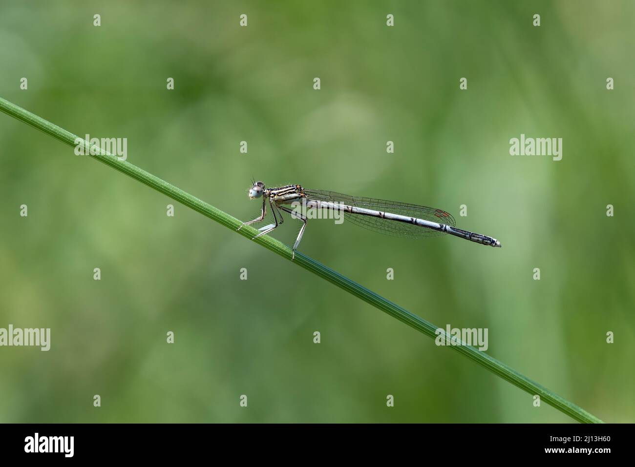 White-gambe, Damselfly Blue Featherleg (Platycnemis pennipes), femmina Foto Stock