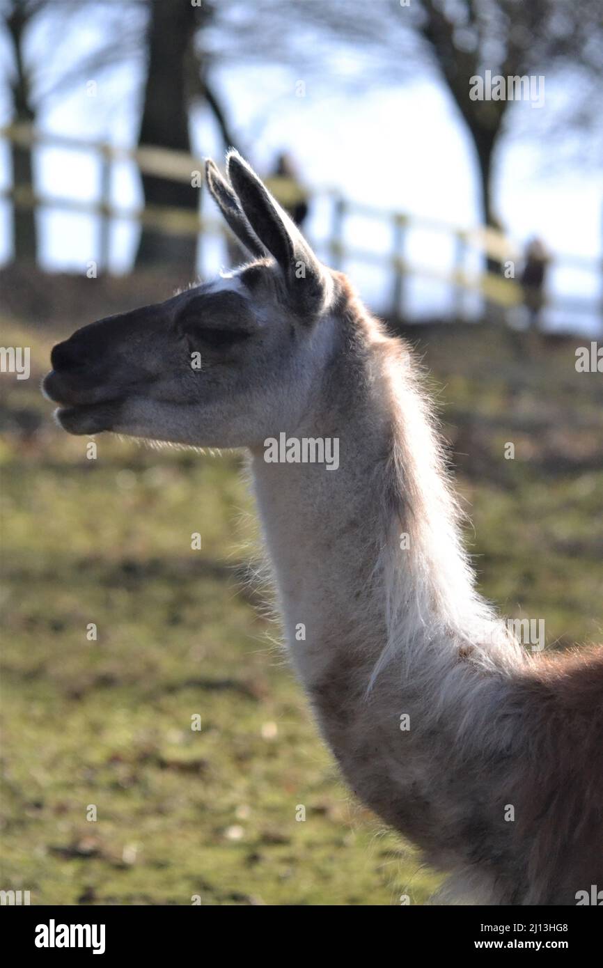 In piedi Llama Glama in cattività - Ritratto testa e collo - mammiferi - fuori in Un giorno di sole - dieta erbivore - Bridlington - UK Foto Stock