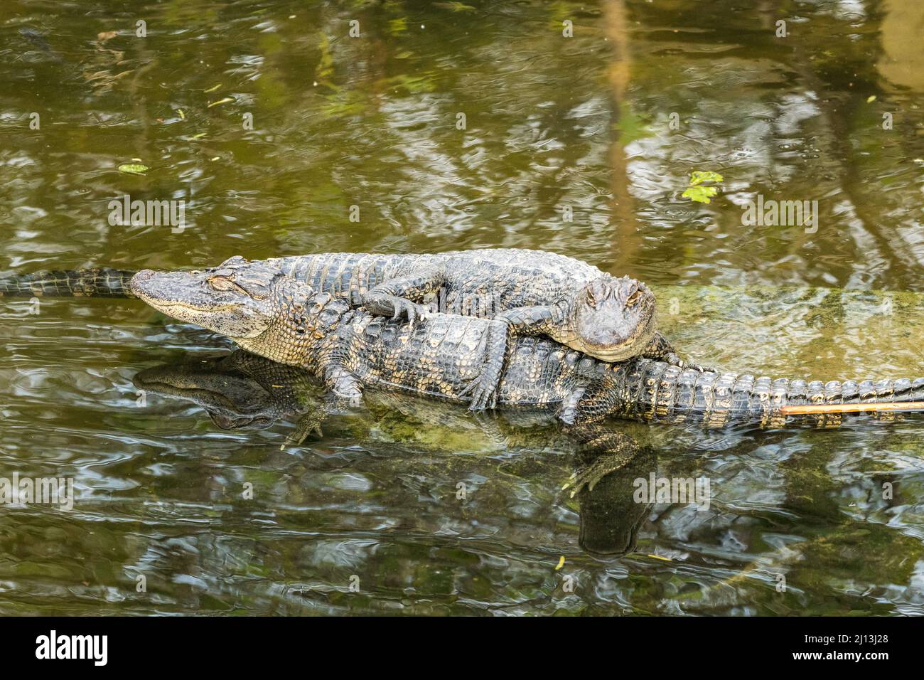 Gli alligatori si crogiolano al sole presso l'Alligator Sanctuary, il South Padre Island Birding and Nature Center nel Texas meridionale. Foto Stock