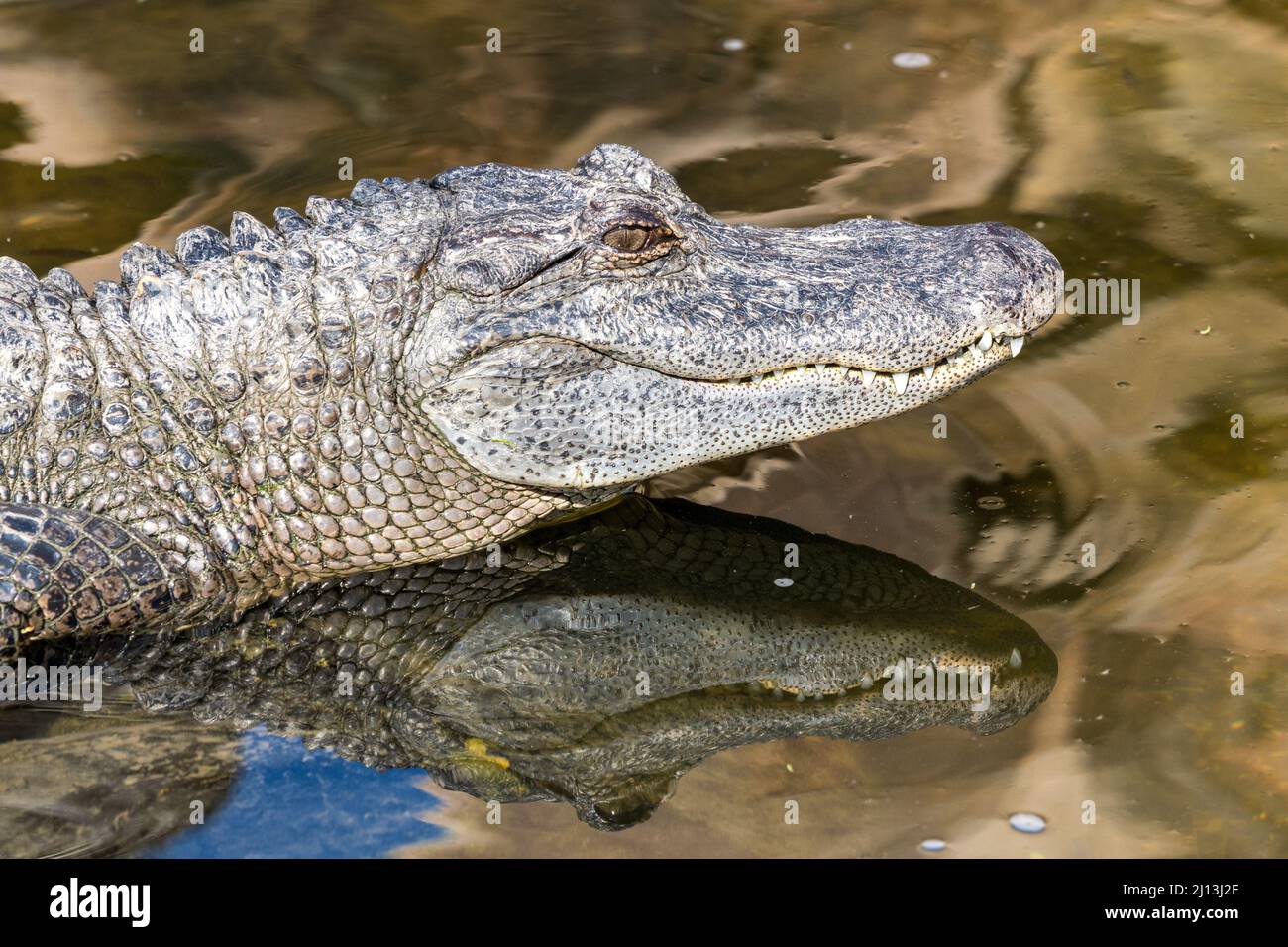 Un alligatore si recò in un laghetto presso l'Alligator Sanctuary presso il South Padre Island Birding and Nature Center nel Texas meridionale. Foto Stock