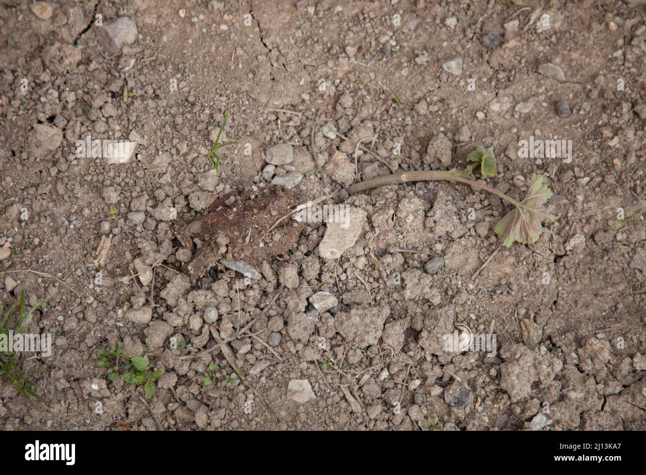 Piantare e pianta morta o pianta appassita. Sfondo dryland. Vista dall'alto e primo piano. Foto Stock