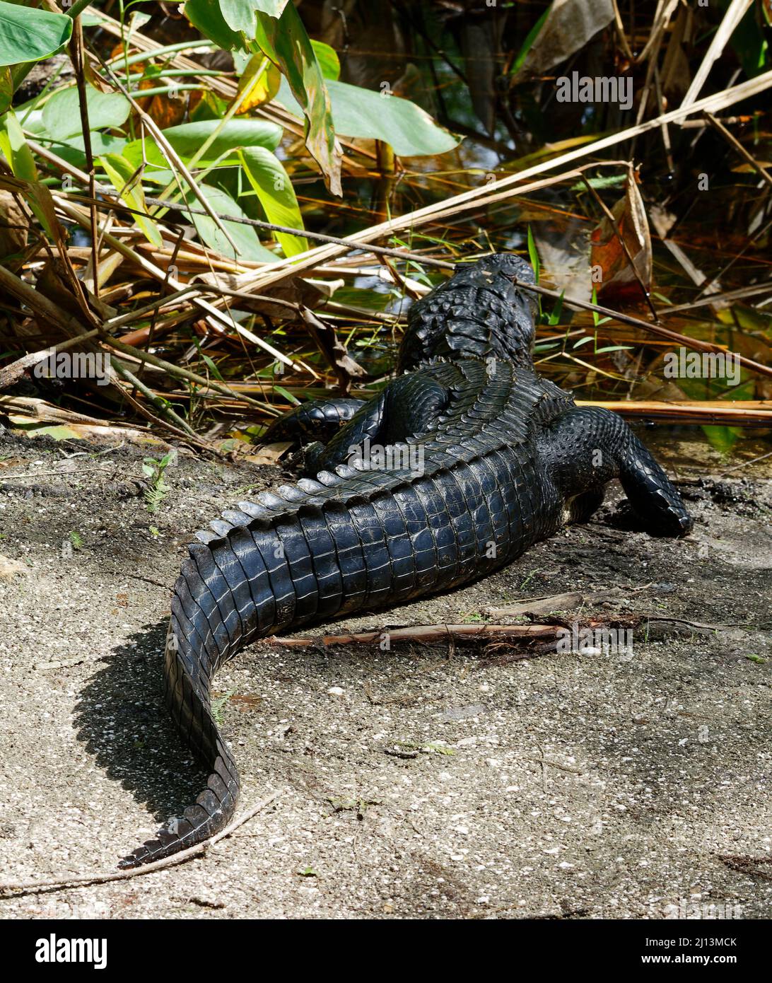 Alligatore americano, dal retro, a forma di S, fauna selvatica, natura, Animale, rettile, Alligator mississippiensis, EQUIPAGGIO Bird Rookery Swamp, Florida, Napoli, FL Foto Stock