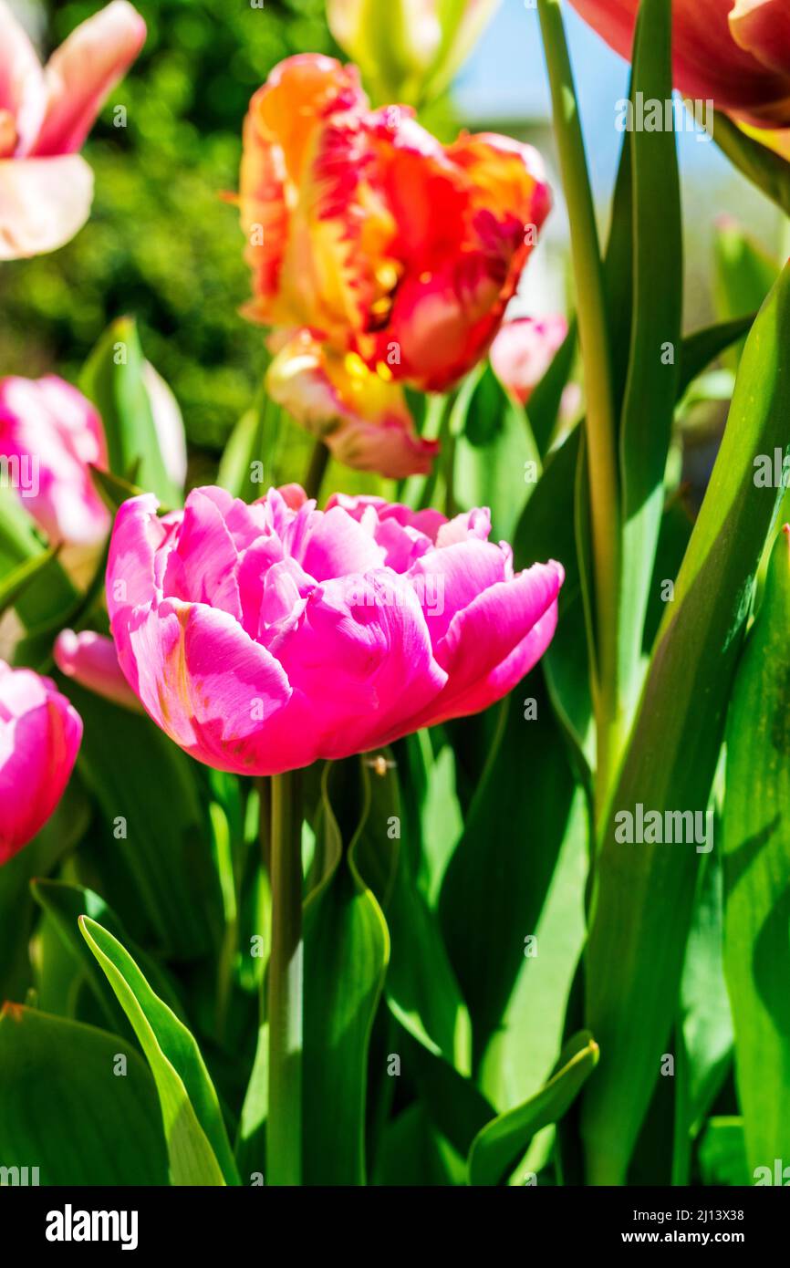 Un'esposizione colorata di lampadine Springtime all'aperto Foto Stock