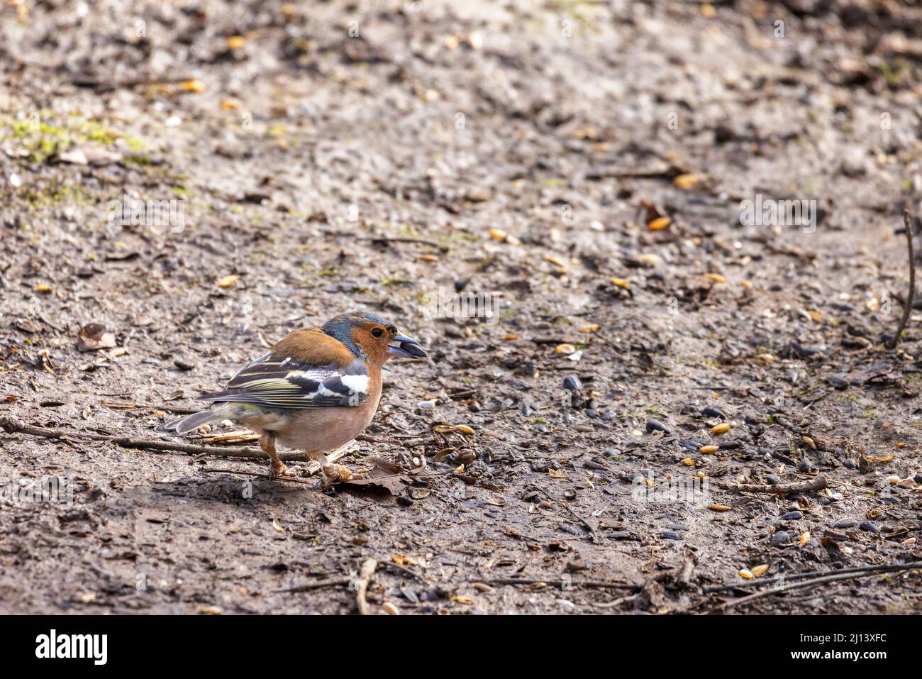 Chaffinch comune che mangia seme dalla terra Foto Stock