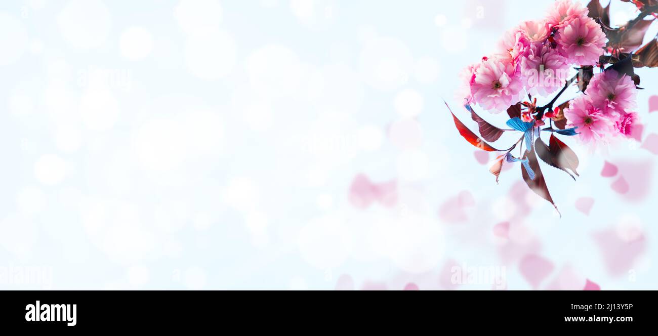 Sfondo primaverile con ramo di albero e petali rosa in fiore, spazio copia, banner largo Foto Stock
