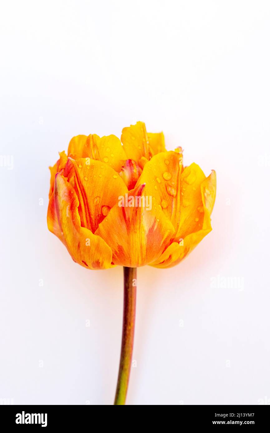 Singolo tulipano arancione doppio su sfondo bianco semplice con spazio per la copia Foto Stock