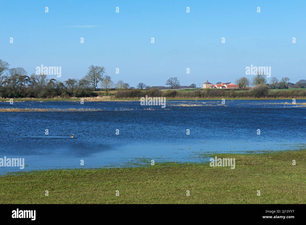 Riserva naturale , Wheldrake Ings, nella Lower Derwent Valley, North Yorkshire, Inghilterra Regno Unito Foto Stock