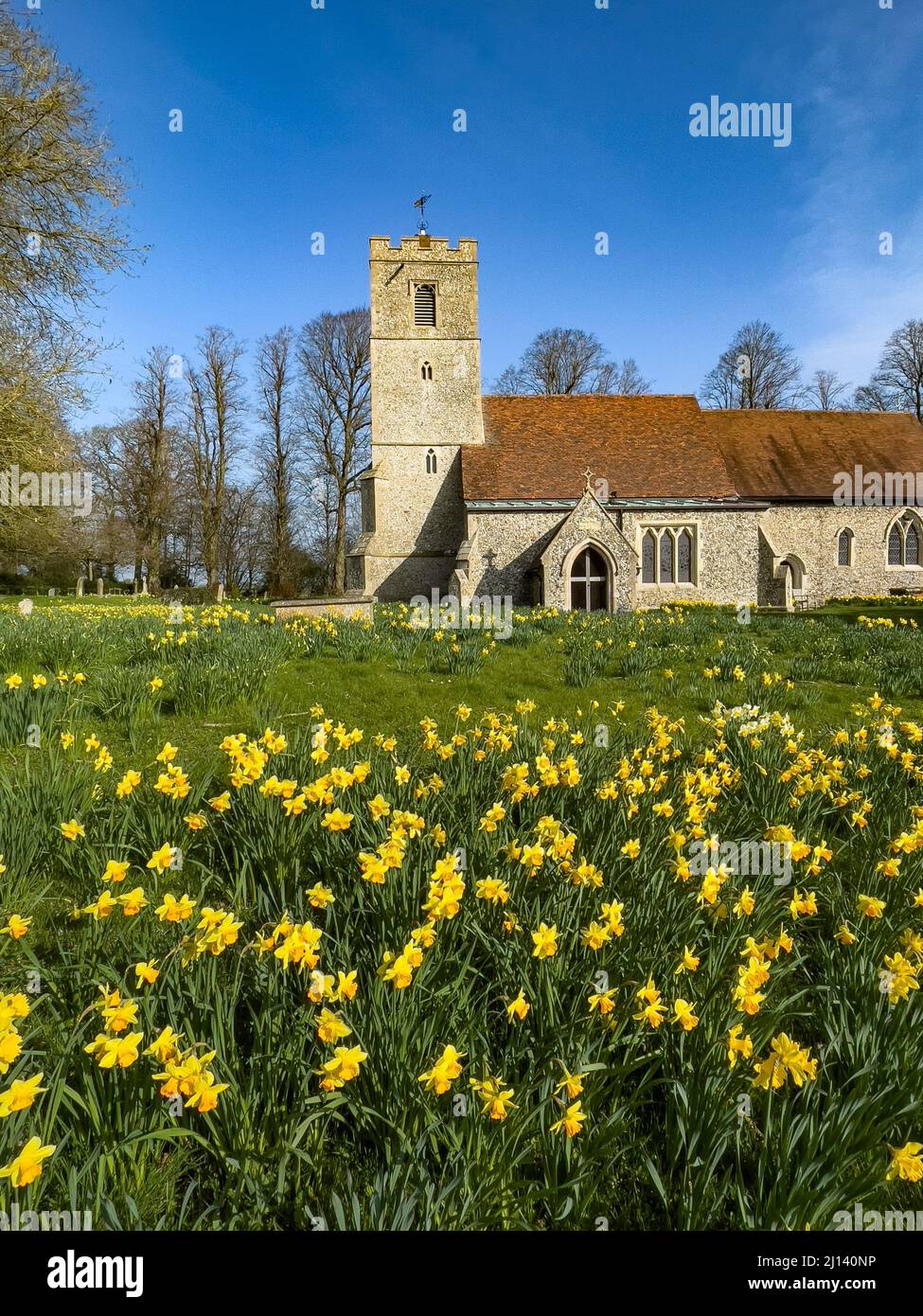 Campo di Daffodils in fiore di fronte a tutti i Santi Chiesa Rickling, Essex UK contro un cielo blu chiaro, Essex, Regno Unito. Foto Stock