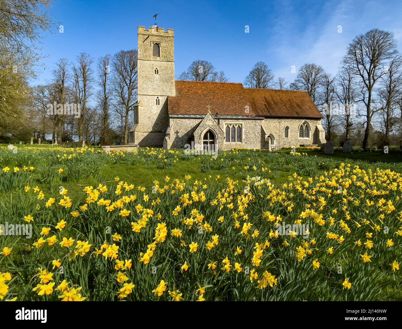 Campo di Daffodils in fiore di fronte a tutti i Santi Chiesa Rickling, Essex UK contro un cielo blu chiaro, Essex, Regno Unito. Foto Stock