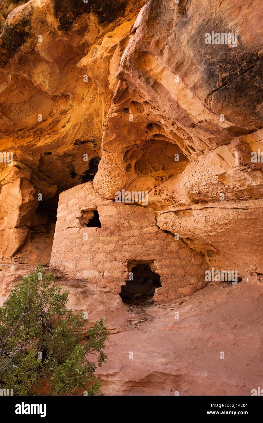 La rovina di Lace Rock è un'antica scogliera di Puebloan risalente a 1000 anni fa, situata a Cedar Mesa, nel sud-est dello Utah. Il suo nome deriva dalla sezione di roccia l Foto Stock