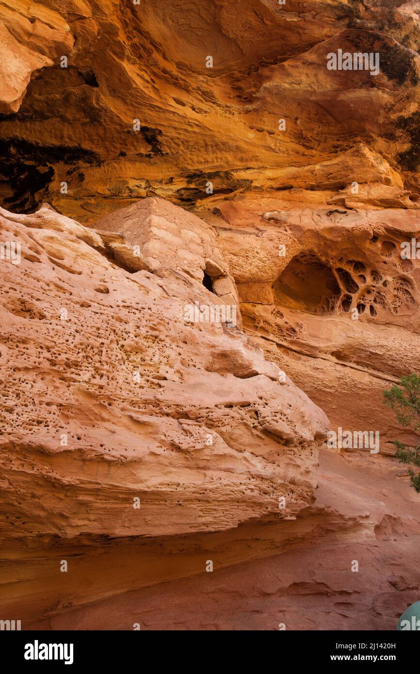 La rovina di Lace Rock è un'antica scogliera di Puebloan risalente a 1000 anni fa, situata a Cedar Mesa, nel sud-est dello Utah. Il suo nome deriva dalla sezione di roccia l Foto Stock