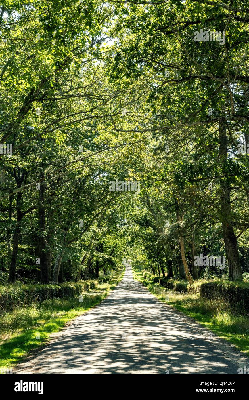 Una strada asfaltata conduce dritto attraverso una foresta verde chiaro e la luce del sole macchia la superficie della strada. Foto Stock