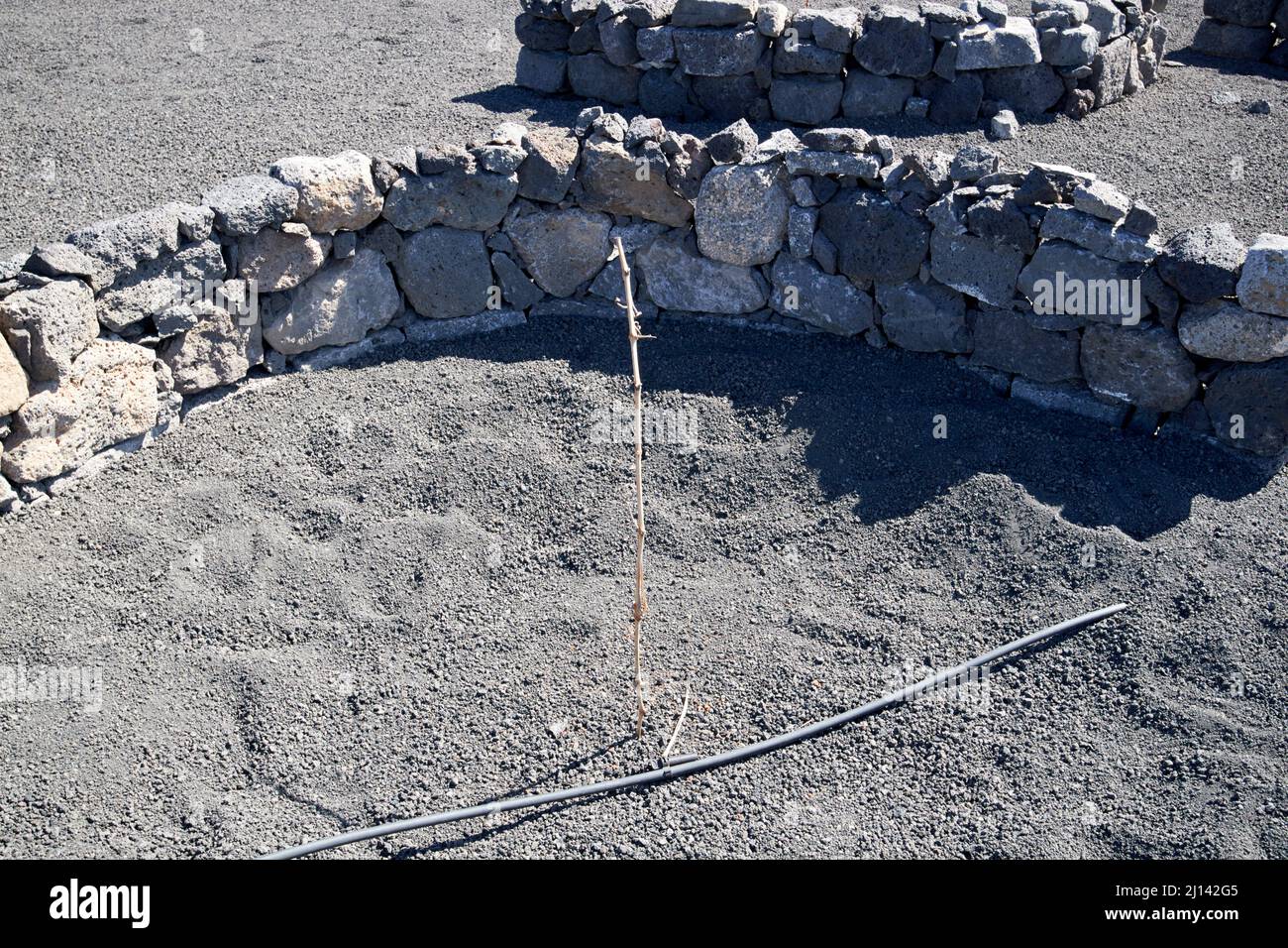 lanzarote vite dormiente con tubo d'acqua e roccia curva vento protezione arrecife lanzarote isole canarie spagna Foto Stock