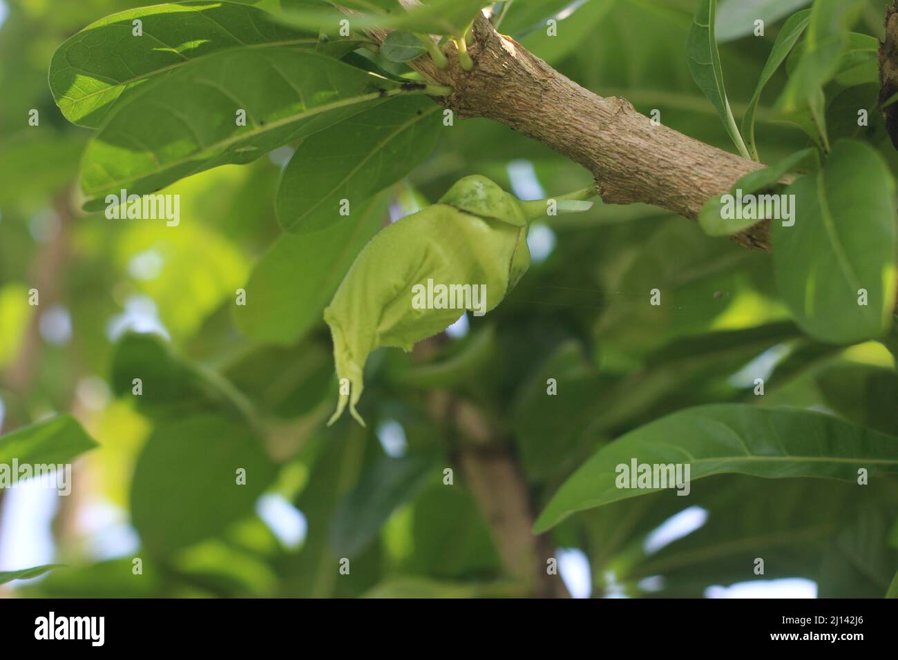 Crescentia cujete, comunemente noto come l'albero del calabash Foto Stock