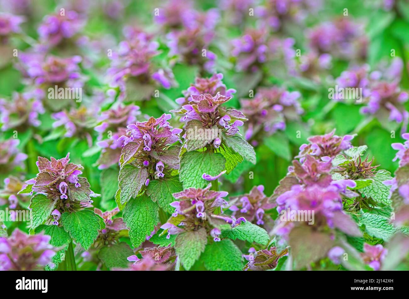 Un tappeto di Nettle viola o rosse (Lamium purpurpureum). Foto Stock