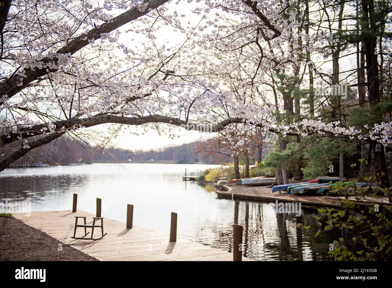 Fiori di ciliegio al lago Anne a Reston Virginia Foto Stock