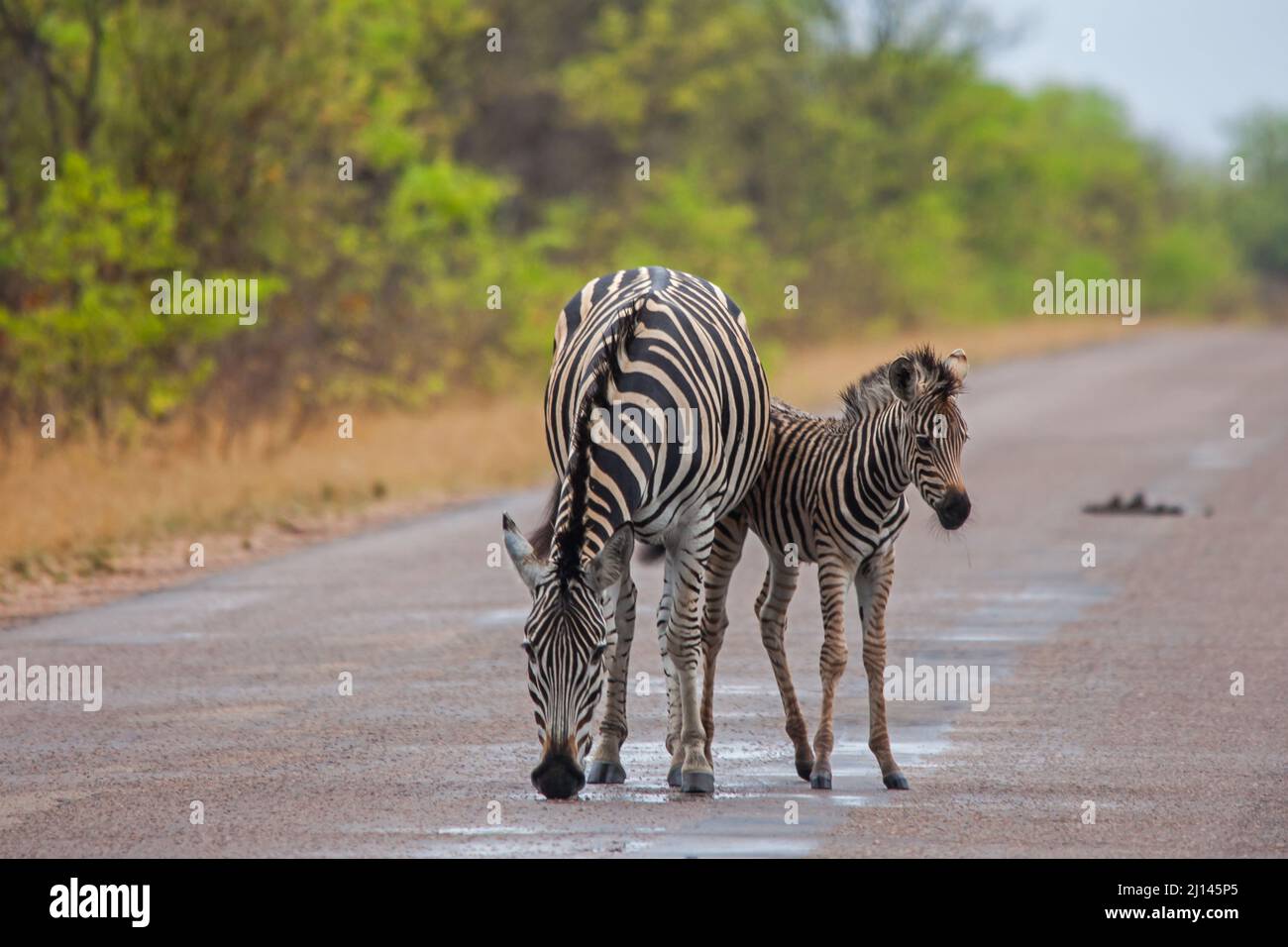 Zebra Mare e fallo 15090 Foto Stock