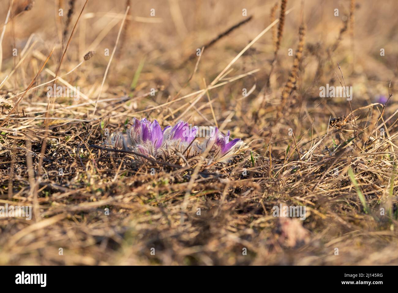 Pasque fiori in campo primaverile. Foto Pulsatilla grandis con bel bokeh. Foto Stock