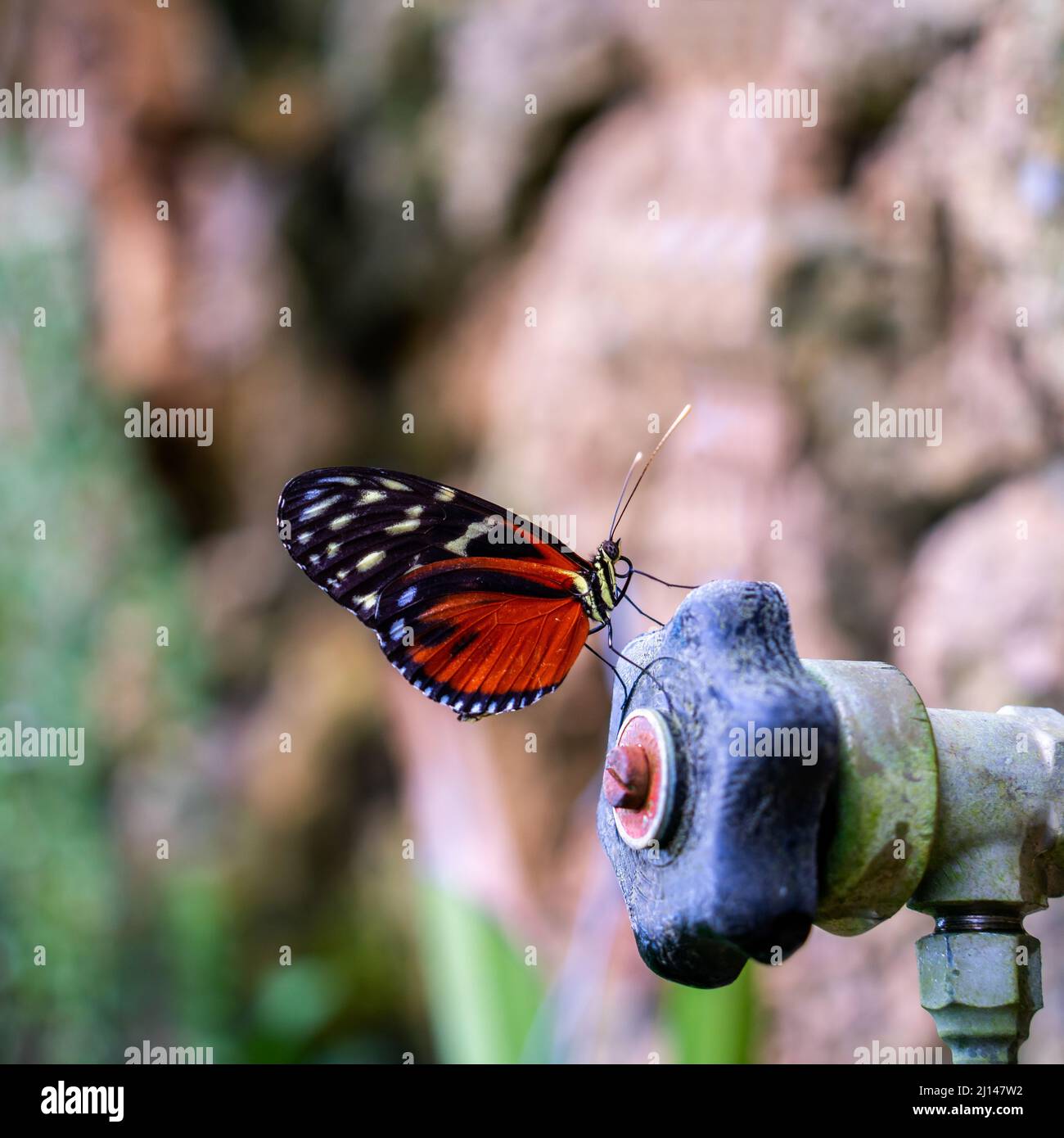 Primo piano della farfalla di tigerwing con macchie di crema (Tithorea tarricina) Foto Stock