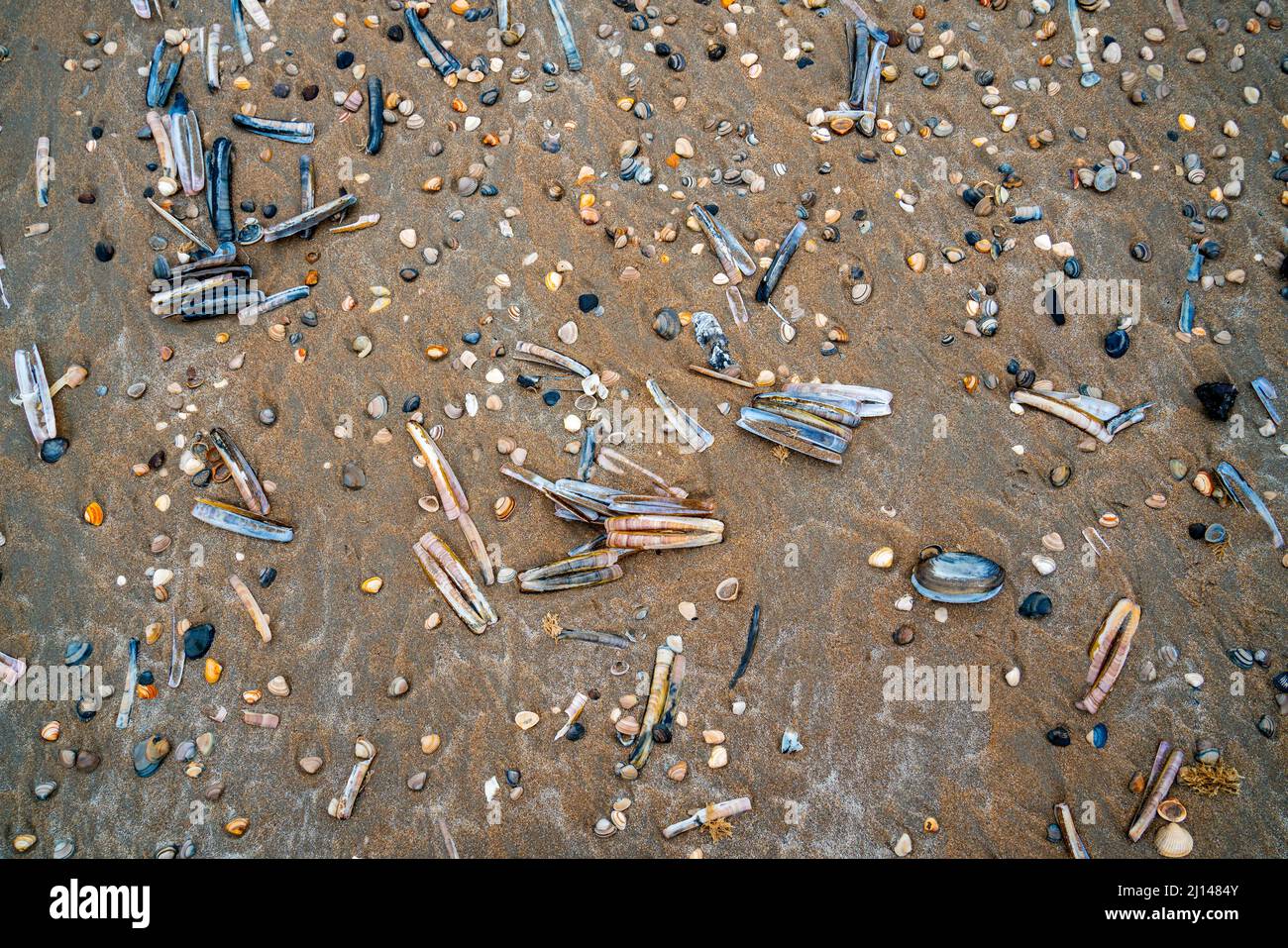 Diversi tipi di conchiglie sulla spiaggia Foto Stock