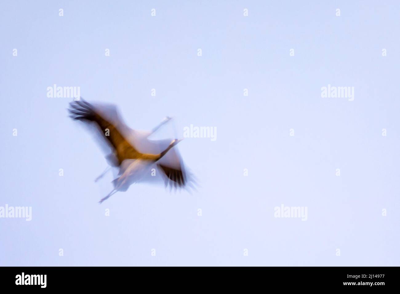 Gregge di gru comuni (grus grus) che volano all'alba. Laguna de Gallocanta (piscina Gallocanta). Teruel, Aragona, Spagna, Europa meridionale. Foto Stock