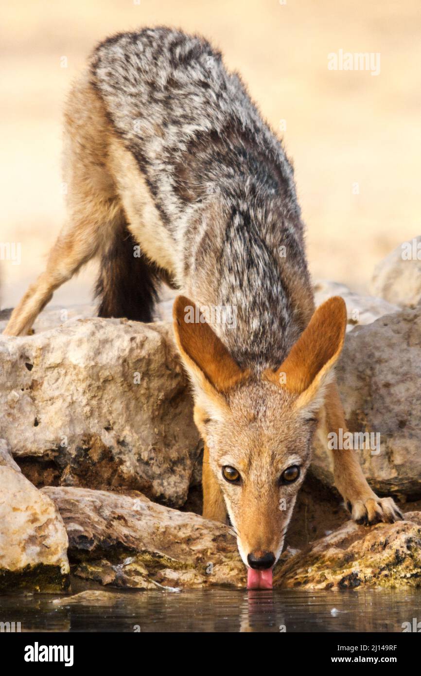 Jackal con sfondo nero, Canis mesomelas, bevendo al waterhole, Nossob District, Kgalagadi Transfrontier National Park, Sudafrica Foto Stock